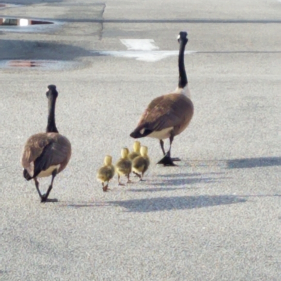 Meet your Posher, Kellie - Picture 1 of 1